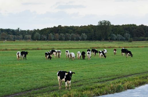 Healthy Cattle, Clean Farms, Better Milk